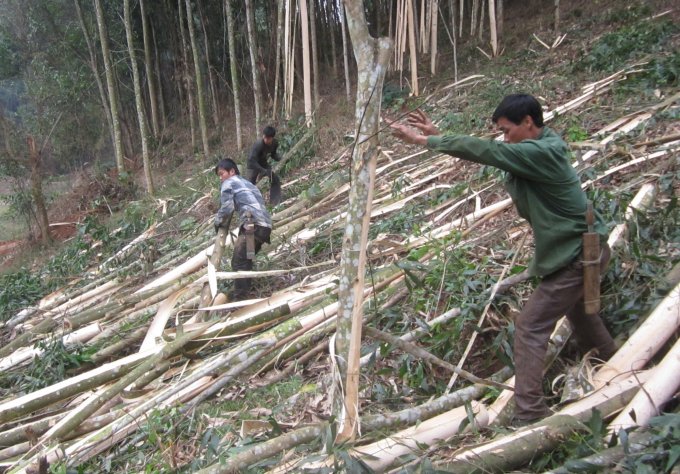 Cần giải quyết bài toán đầu ra sản phẩm để đảm bảo cuộc sống cho người dân trồng rừng