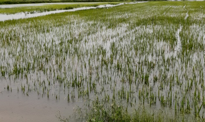 Mưa lớn kéo dài đã gây ngập úng cục bộ 70 ha lúa tại huyện Hưng Nguyên, Nghệ An