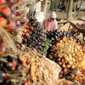 Indonesia cấm xuất khẩu dầu cọ làm “nóng” thị trường dầu thực vật