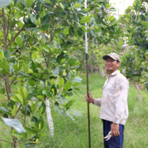 Chủ động bảo vệ vườn cây ăn trái trong mùa nắng nóng