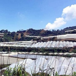Lâm Đồng buộc tháo dỡ hơn 200ha nhà kính, nhà lưới trái phép