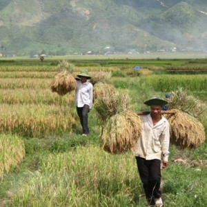 Lai Châu giữ vững và phát triển thương hiệu đặc sản gạo Séng cù