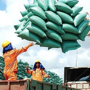 Thị trường gạo Việt sôi động và chinh phục thế giới bằng chất lượng   