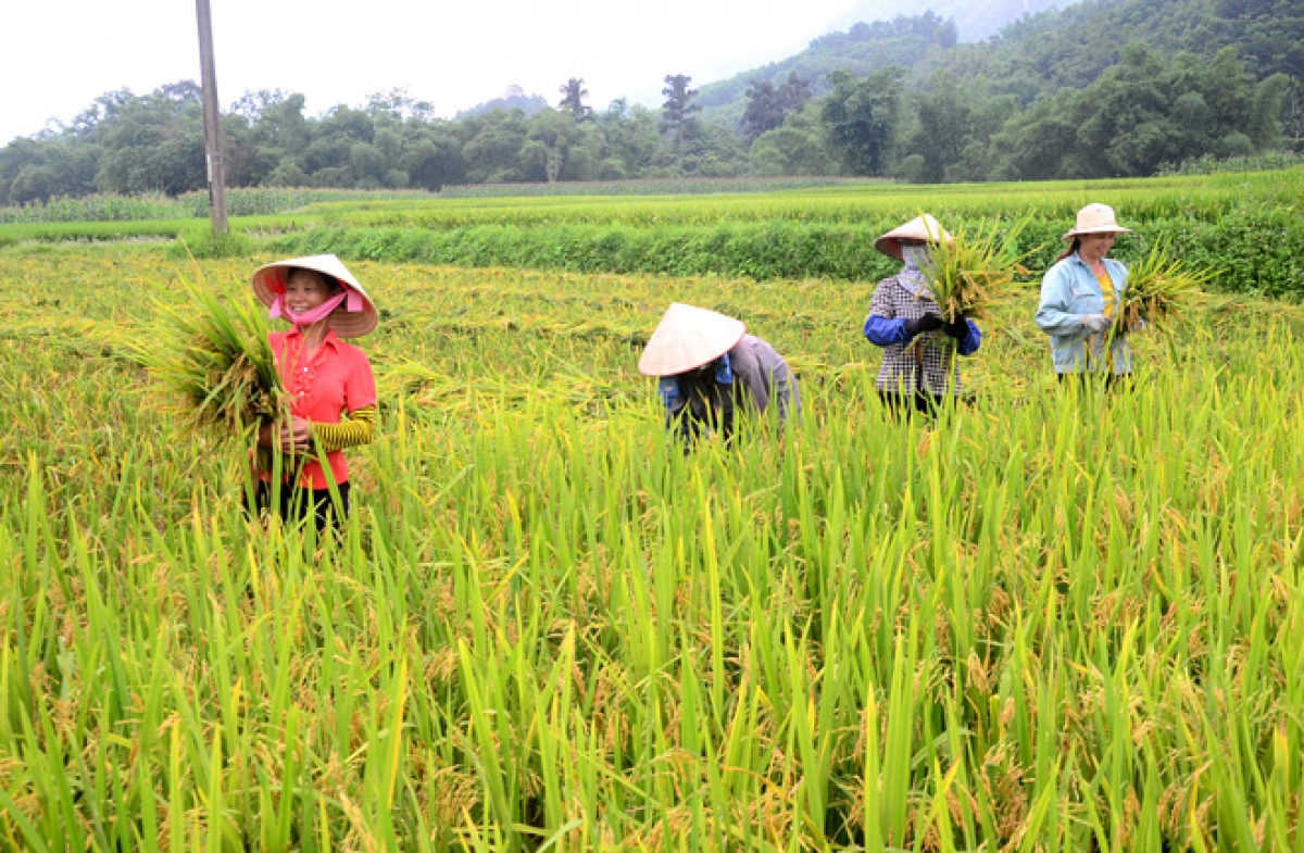 Bộ sưu tập hình ảnh gặt lúa cực chất full 4K với hơn 999 tấm ảnh  TH  Điện Biên Đông