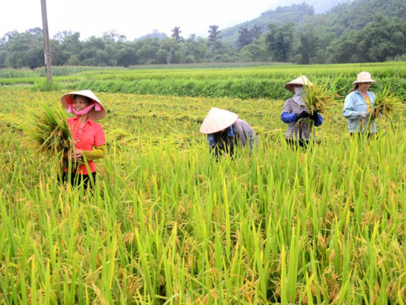 Mùa gặt: Mùa gặt, thời điểm tuyệt vời nhất để gặt hái trái ngọt ngào sau bao ngày chờ đợi. Bức ảnh sẽ cho bạn thấy được những cảnh tượng đẹp nhất của mùa gặt tại Việt Nam.