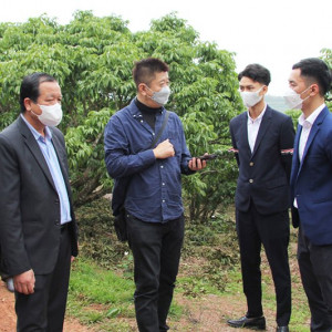 Chủ động sản xuất theo VietGAP và mở rộng thị trường cho quả vải: Bài học Bắc Giang