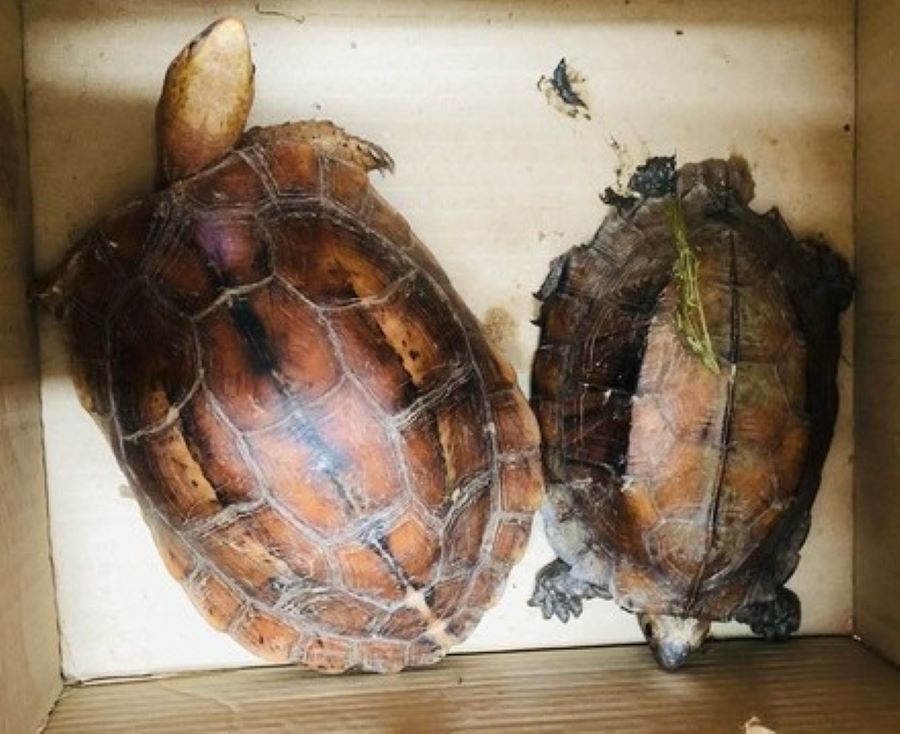 Cơ quan chức năng Quảng Trị đã khởi tố vụ án mua, bán 2 cá thể rùa quý hiếm. 
