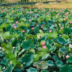 Đến năm 2025, Thừa Thiên - Huế sẽ trồng 745ha sen