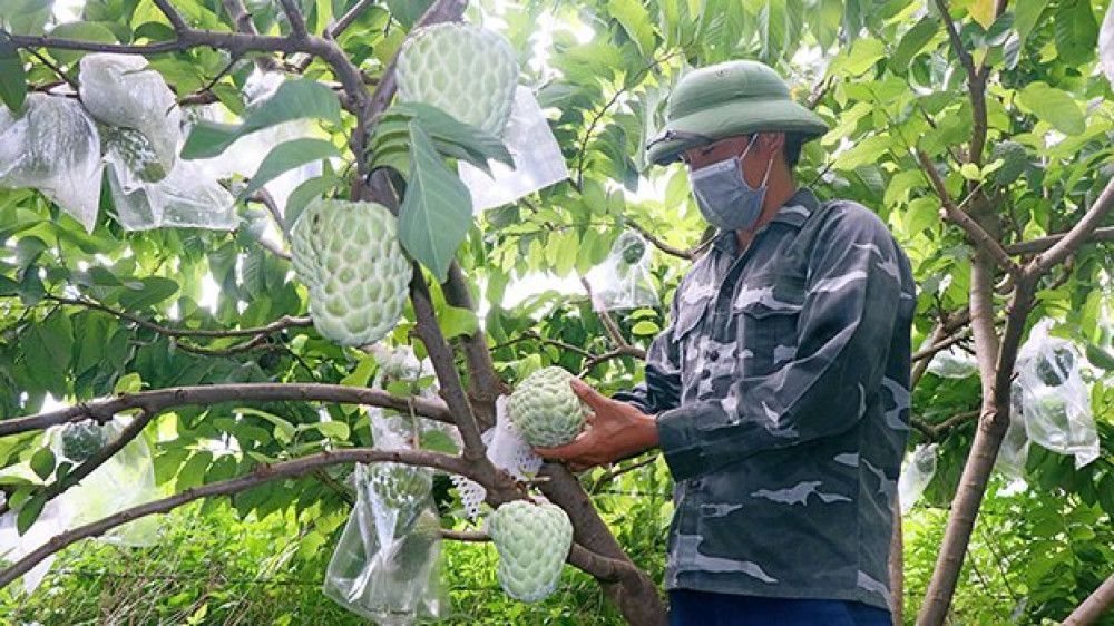 Chuyển đổi cây trồng thích ứng hiệu quả ở Sơn La