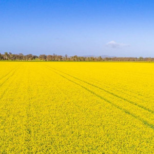 Lệnh hạn chế cây trồng BĐG tại Úc chính thức có hiệu lực 