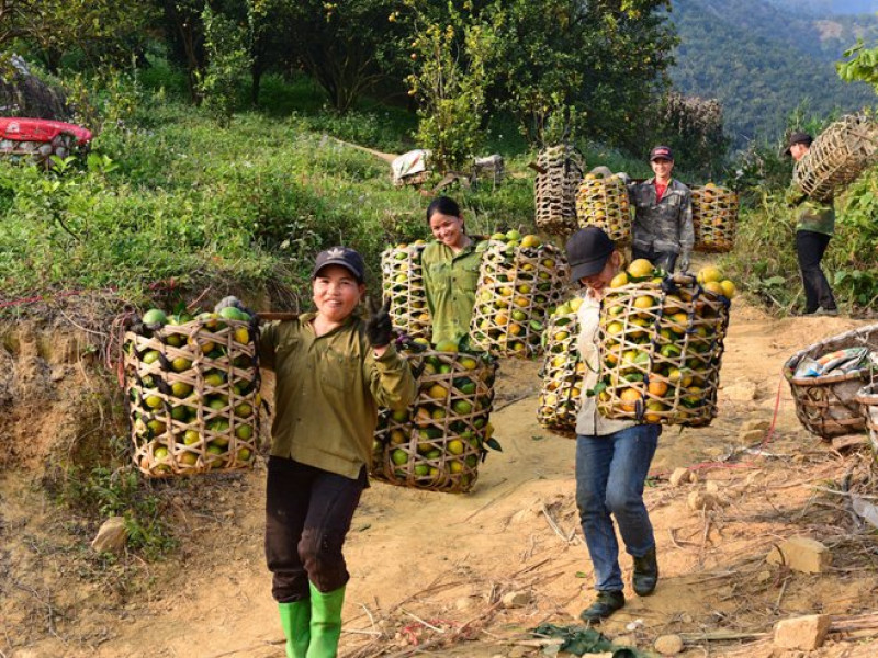 Cam sành Hàm Yên bán giá cao: Thước đo hiệu quả từ nâng cao chất lượng gắn với kế hoạch tiêu thụ bài bản