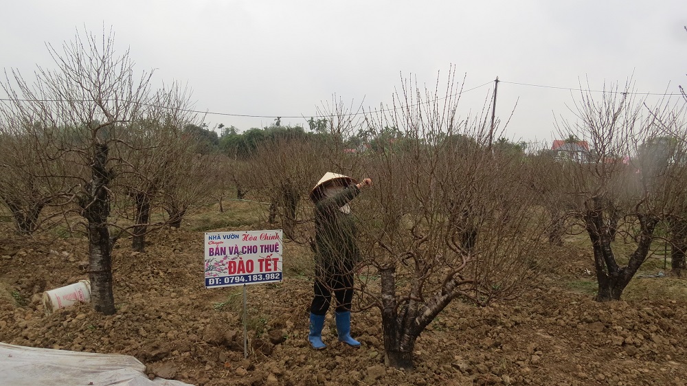 Bà Nguyễn Thị Chính chăm chút, tỉ mỉ cho những gốc đào của gia đình, chỉ mong từ nay đến tết số gốc đào tại vườn của gia đình được khách hàng đặt hết.