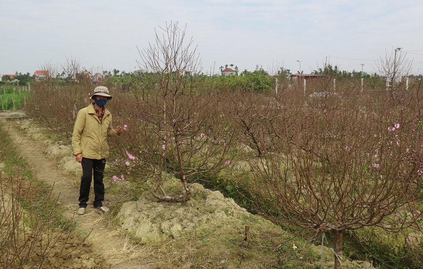 Hơn 100 gốc đào của gia đình bà Nguyễn Thị Thanh, mưới chỉ bán được vài gốc.