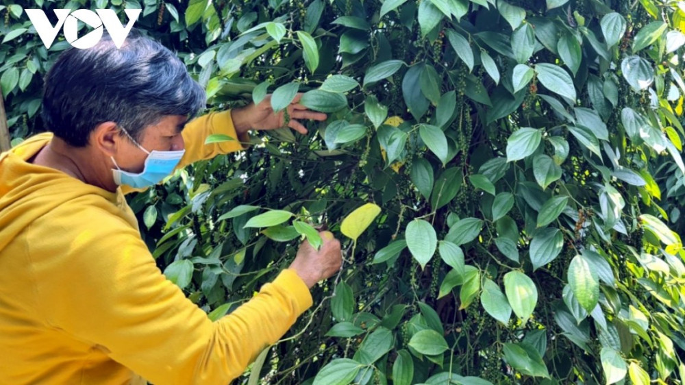 Trồng hồ tiêu bền vững, nông dân Gia Lai thu trái ngọt