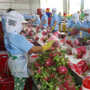 Chưa nên hào hứng khi nông sản Việt Nam lên kệ nước ngoài giá cao