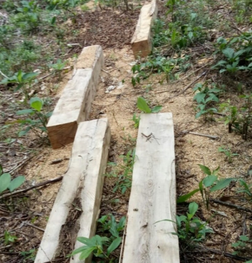 Lâm tặc xẻ gỗ thành hộp để vận chuyển ra khỏi rừng.