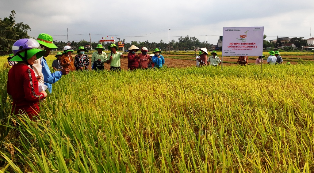 Tham quan cánh đồng giống lúa BC15 mới kháng bệnh đạo ôn tại xã Bình Chương, huyện Bình Sơn, Quảng Ngãi