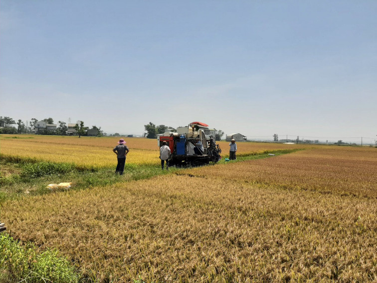 Người dân tại tỉnh Thừa Thiên - Huế đang tiến hành thu hoạch lúa vụ Đông Xuân.
