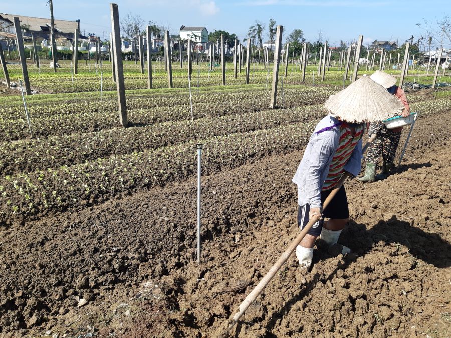 Mô hình trồng rau Vietgap hiệu quả của HTX Kim Thành, huyện Quảng Điền
