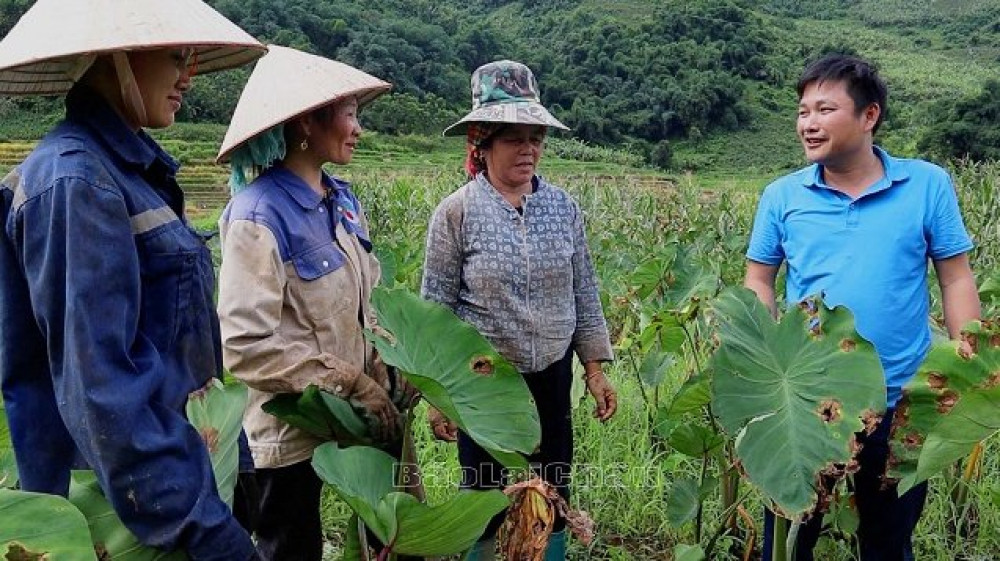 Chuyển đổi cơ cấu cây trồng, tăng thu nhập cho người dân ở Lai Châu