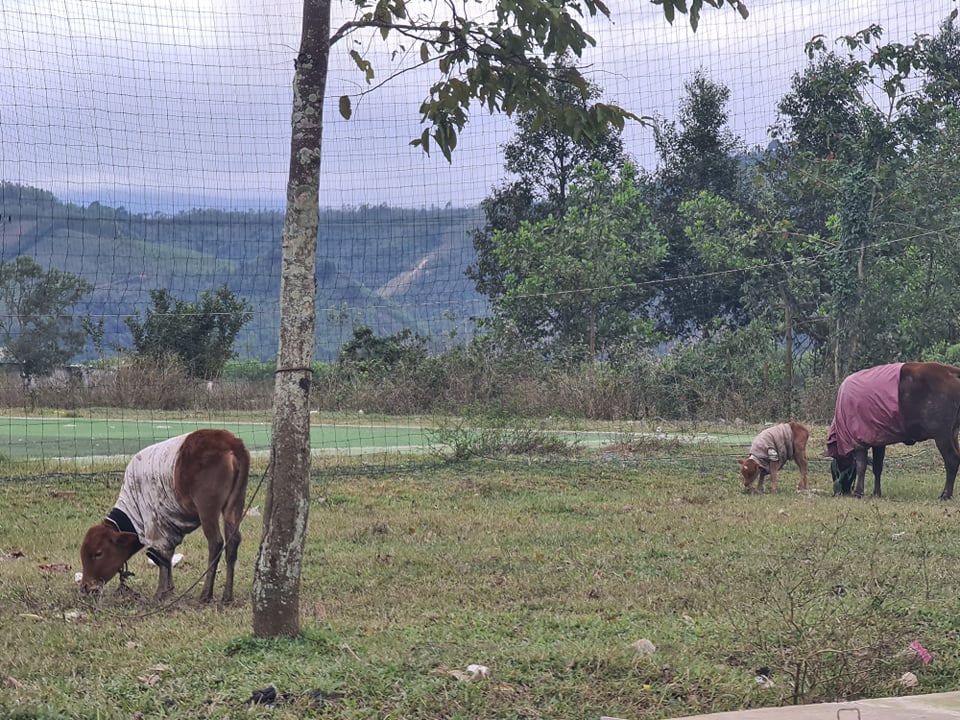 Hơn 900 con gia súc tại huyện A Lưới đã bị chết trong đợt mưa rét vừa qua.