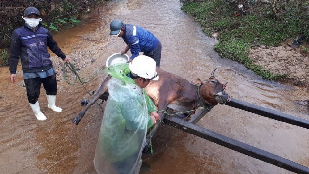 BCĐ Trung ương lập đoàn kiểm tra hơn 900 gia súc chết do mưa rét tại huyện A Lưới