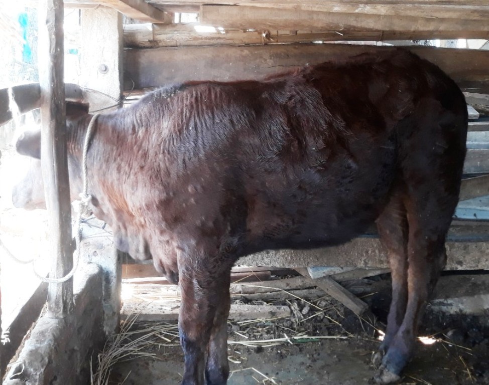 Bệnh viêm da nổi cục ở bò xảy ra trên địa bàn huyện Bình Sơn. 
