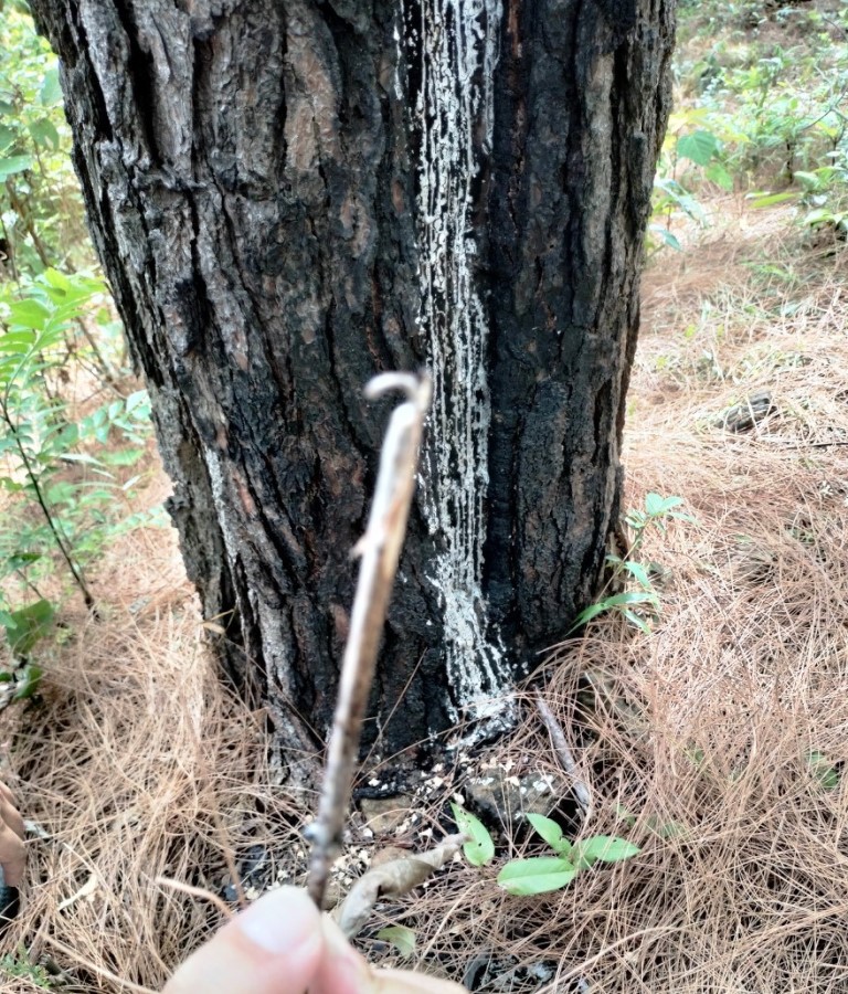 Kẻ xấu khoan sát gốc cây thông để hóa chất.