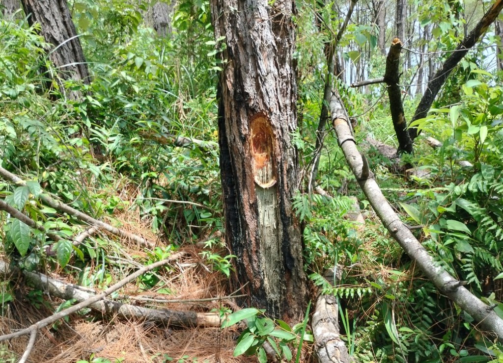 Nhiều gốc cây thông ở khoảnh 6, tiểu khu 592 bị khoan và đầu độc.