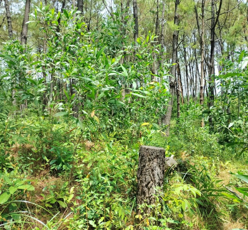 Nhiều diện tích trồng keo lấn vào rừng thông tại tiểu khu 592.