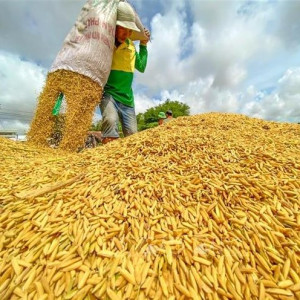 Sản lượng lúa cả nước trong năm 2021 tăng 1,1 triệu tấn