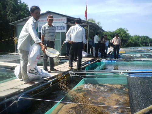 Quảng Nam hình thành mới và duy trì nhiều mô hình SX, KD có hiệu quả (mô hình nuôi cá lồng bè trên sông Tam Kỳ, Quảng Nam)