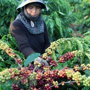 Algeria là thị trường tiềm năng cho hàng nông sản, thực phẩm Việt