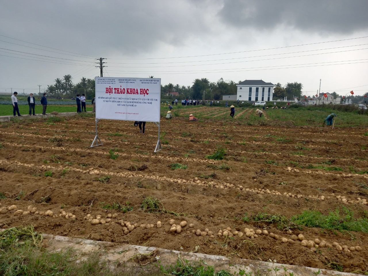 Mô hình liên kết phát triển sản xuất khoai tây gắn với liên kết tiêu thụ được triển khai thực hiện tại huyện Diễn Châu đạt hiệu quả cao