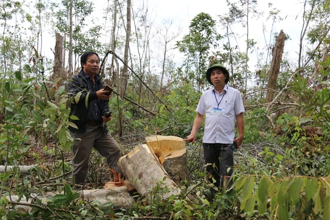 Cơ quan chức năng kiểm tra hiện trường vụ phá rừng tại khu vực do HTX Hợp Tiến quản lý.