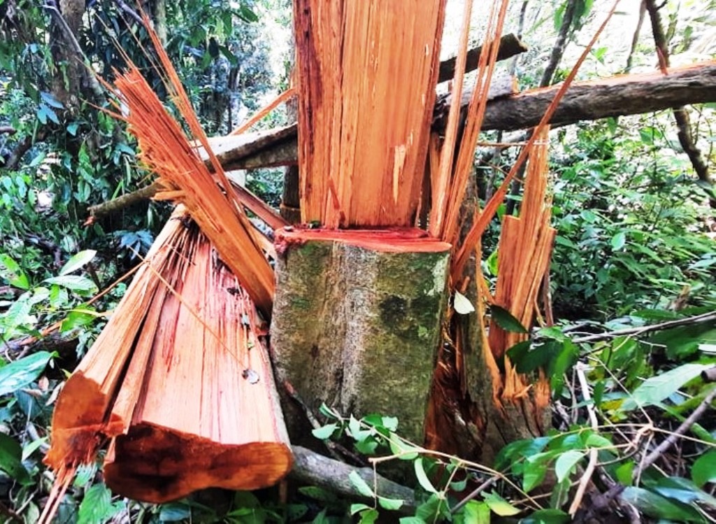 Cây gỗ trong rừng phòng hộ xã Trà Bui (huyện Bắc Trà My, Quảng Nam) đã bị đốn hạ (ảnh CTV)