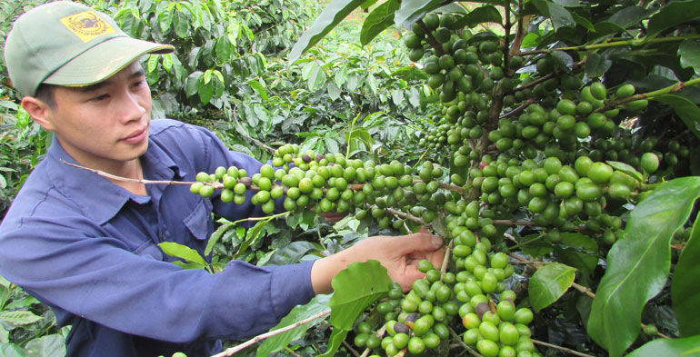 Lâm Đồng tiếp tục hỗ trợ giống cà phê chất lượng cao.