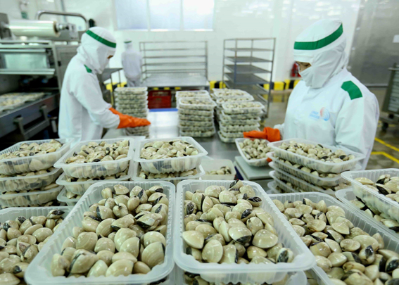 chế-biến-ngao-tại-công-ty-lenger-việt-nam-lenger-seafoods-vietnam-xuất-khẩu-sang-eu-anh-nhật-bản-mỹ-hàn-quốc.jpg