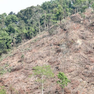 Bắc Giang đề ra nhiều giải pháp ngăn chặn phá rừng trái pháp luật