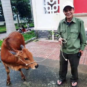 Agribank Chi nhánh Hà Tĩnh II trao tặng 35 con bò giống cho người dân vùng lũ 