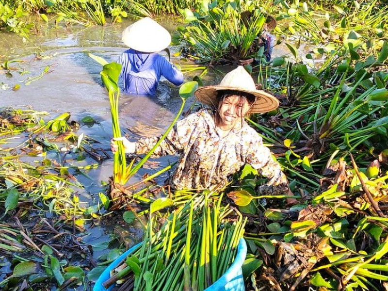 Nong Dan Ha Tĩnh Rủ Nhau Ra đồng Vớt Beo Tay Ban Kiếm Tiền Ngay Tại Chan Ruộng Kinh Tế Nong Thon