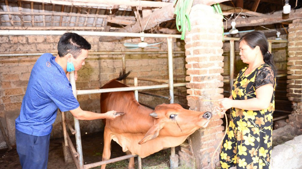 Gần 86% đàn trâu, bò ở Bắc Giang tiêm vắc-xin viêm da nổi cục