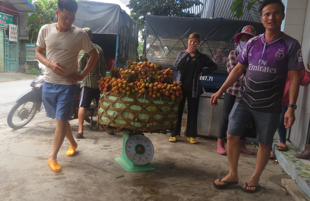   Người dân Thanh Hà đã bắt đầu thu hoạch vải để đưa ra thị trường.