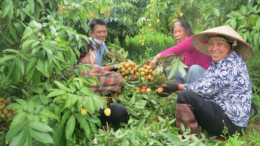 Nụ cười tỏa nắng của những người nông dân trồng vải tại xã Thanh Cường khi mùa vải ngọt năm nay có giá thành cao hơn năm 2021.