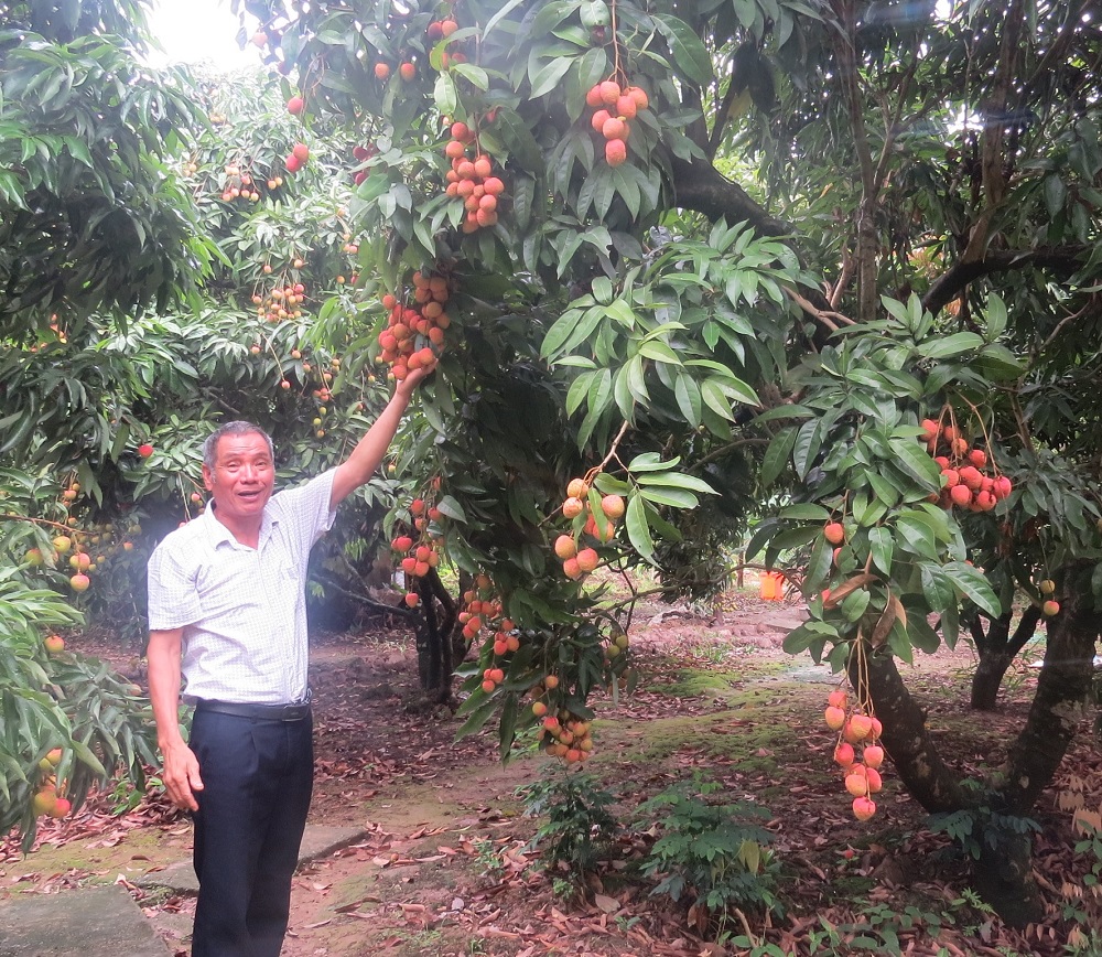Ông Đặng Văn Hùng, Giám đốc HTX nông nghiệp Thanh Cường cho biết, vải năm nay thu hoạch từ 20/5 – đầu tháng 7 sẽ thu hoạch xong.