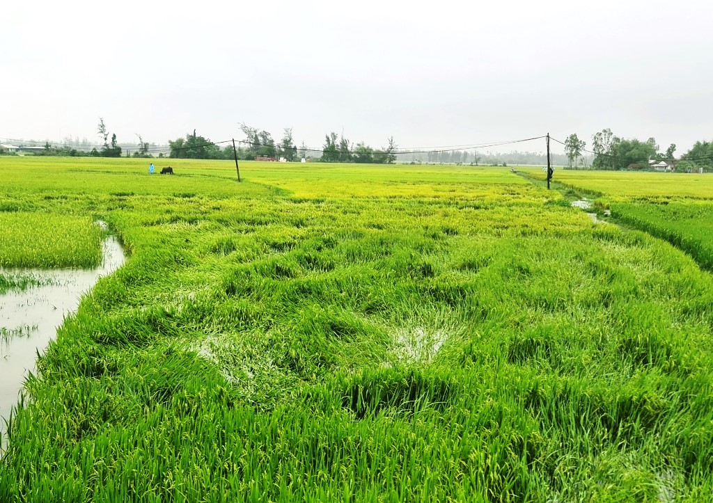 Mưa lớn bất thường trong mấy ngày qua làm hàng chục ngàn ha lúa của nông dân  Quảng Nam bị đổ ngã, ngập sâu trong nước.
