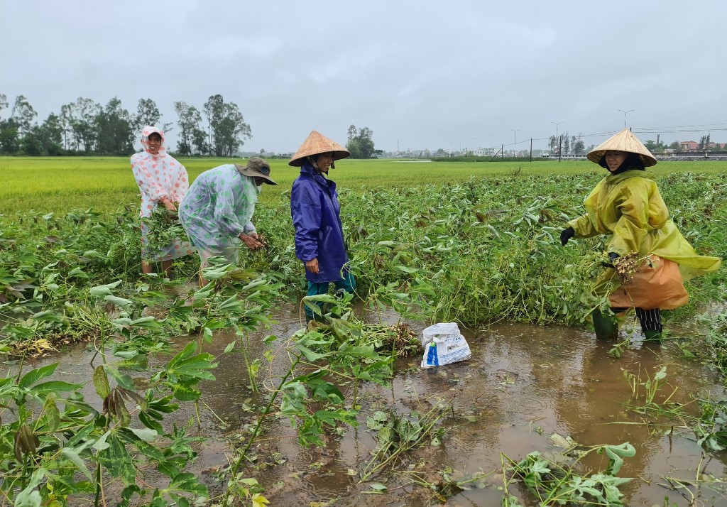 Mưa lớn bất thường trong mấy ngày qua làm hiều diện tích hoa màu của nông dân  Quảng Nam có nguy cơ bị hư hỏng nặng.