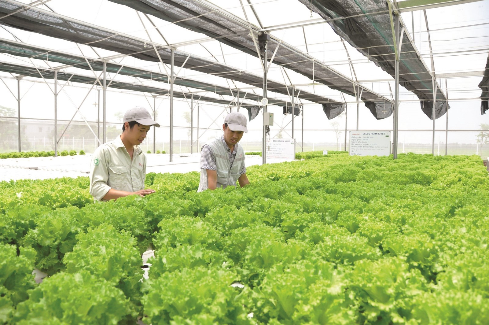 Chuyển nông nghiệp sản lượng cao sang nông nghiệp công nghệ cao, sinh thái » Kinh Tế Nông Thôn