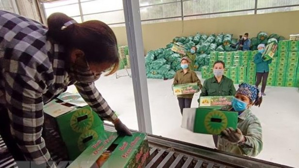 Phú Thọ xuất khẩu lô bưởi Đoan Hùng đầu tiên đi thị trường Nga