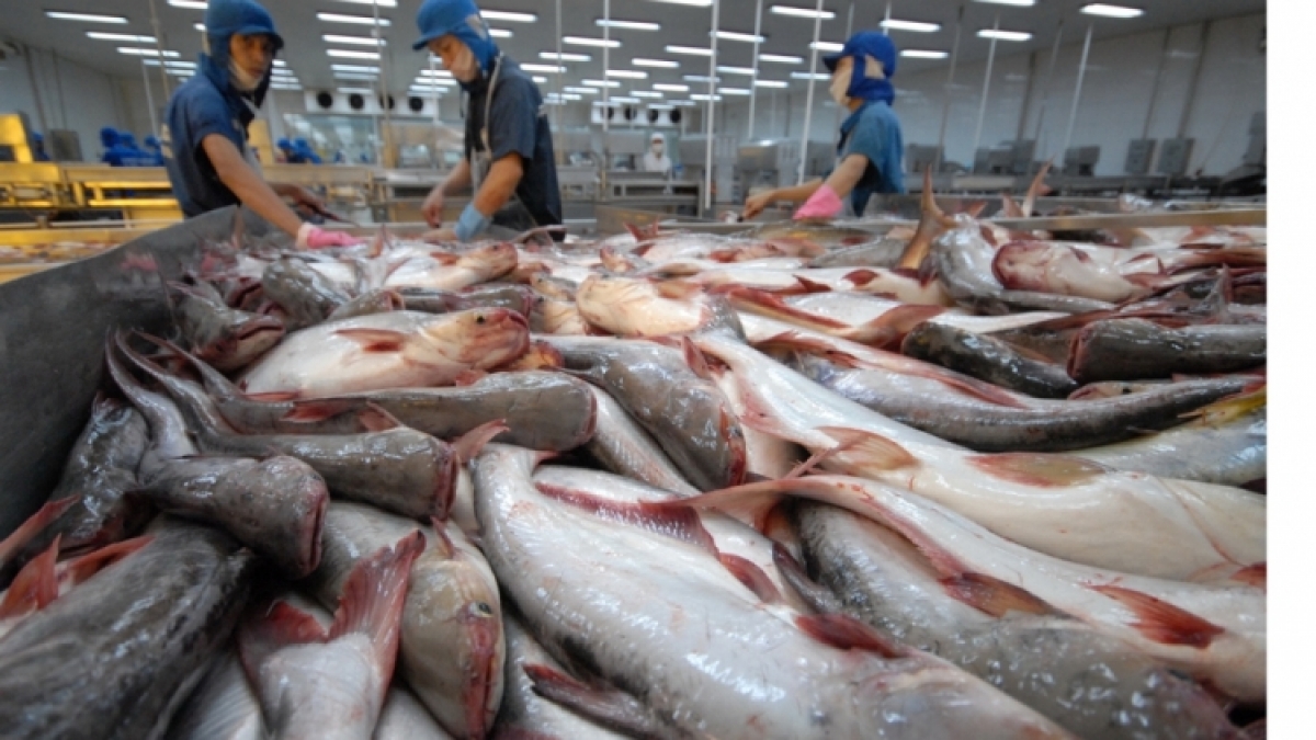Lượng cá tra tồn kho của Mỹ đã hết, cơ hội cho thủy sản Việt Nam